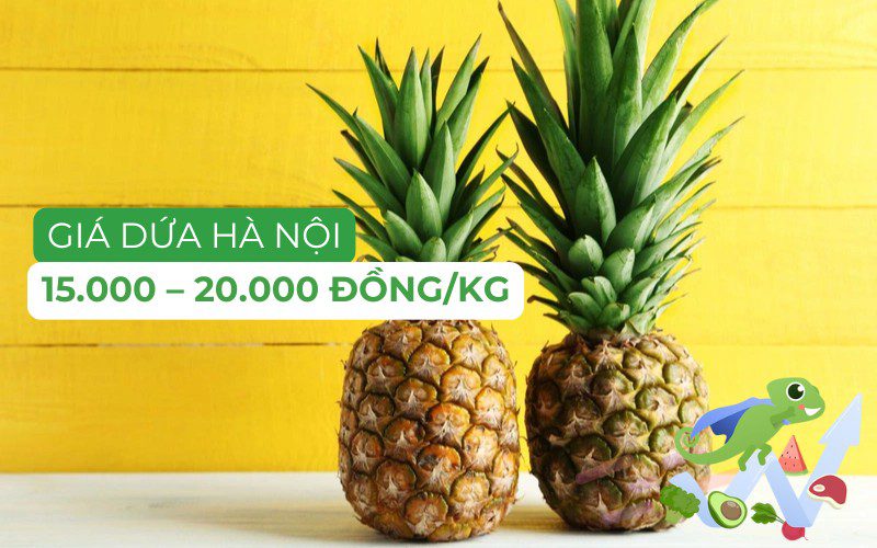 Giá dứa Hà Nội dao động từ 15.000 - 20.000 đồng/kg