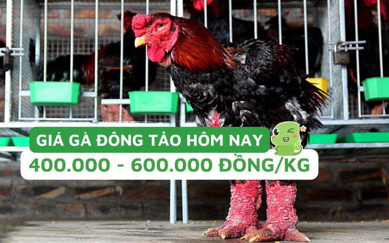 Giá gà Đông Tảo đang dao động trong khoảng từ 400.000 đến 600.000 đồng/kg