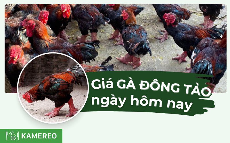 Gà Đông Tảo bao nhiêu 1kg? Cập nhật giá gà Đông Tảo mới nhất