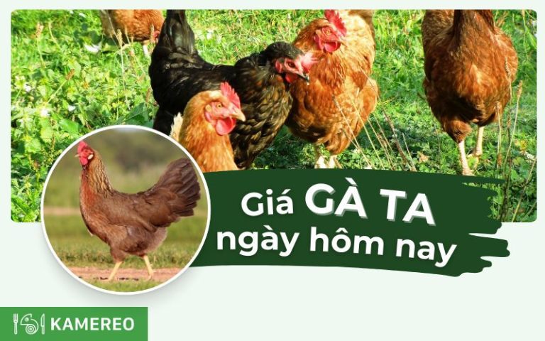 Giá gà ta bao nhiêu tiền? Giá gà ta hôm nay