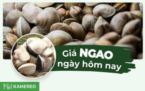 Giá 1kg ngao bao nhiêu tiền? Cập nhật mới nhất