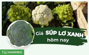 Giá súp lơ hôm nay bao nhiêu 1kg? Cập nhật giá súp lơ xanh, súp lơ trắng mới