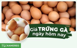 Cập nhật giá trứng gà hôm nay mới nhất