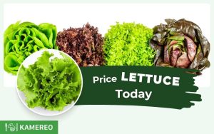 Latest 24-hour updated lettuce price chart for all varieties