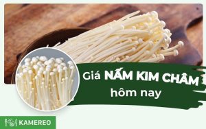 Nấm kim châm giá bao nhiêu? Cập nhật giá nấm kim châm mới nhất