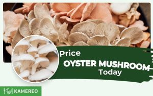 Update the latest white and gray oyster mushroom prices today