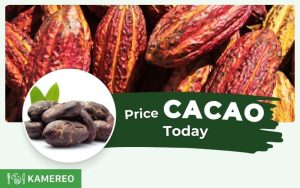 What is today's cocoa price? 24-hour cocoa price update