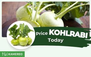 Today's kohlrabi price per kg? 24-hour kohlrabi price update