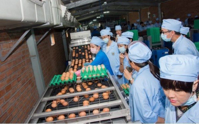 Thanh Đức là địa chỉ cung cấp trứng uy tín