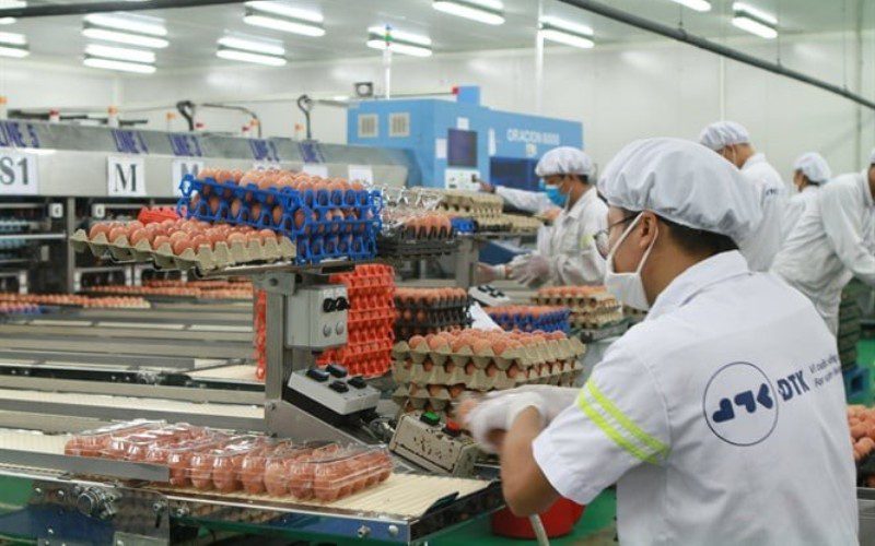 ĐTK Phú Thọ cung cấp trứng gia cầm với quy mô lớn