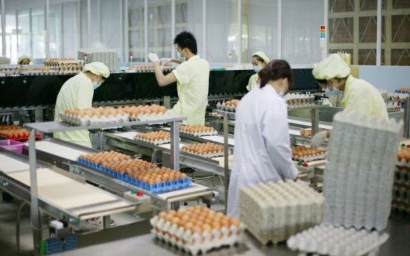 Công ty Trại Việt là đơn vị áp dụng nhiều công nghệ và máy móc hiện đại