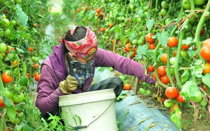Liên kết trực tiếp với nông hộ Đà Lạt giúp tối ưu chuỗi cung ứng và kiểm soát chất lượng rau củ