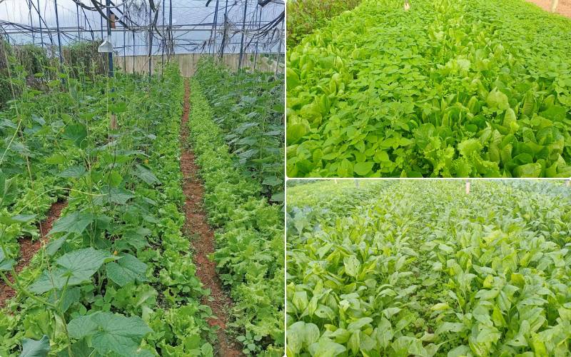 Vườn rau Hải Hói cung cấp rau sạch cho thị trường Đà Lạt