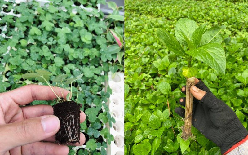 Tuấn Nguyên Corp cung cấp rau mới mỗi ngày