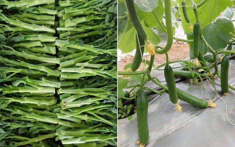Đà Lạt Xanh cung cấp rau giá bình ổn