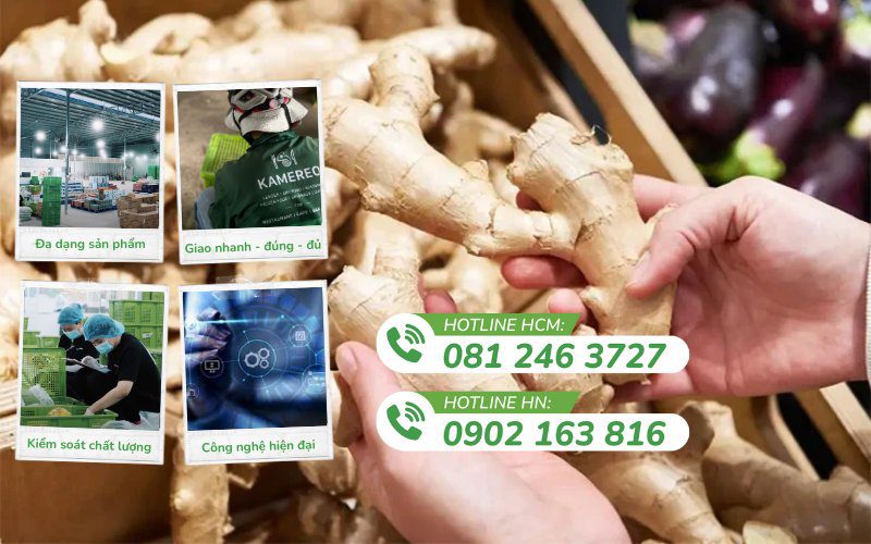 Kamereo là đơn vị cung cấp gừng tươi chất lượng, uy tín trên thị trường