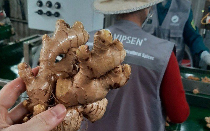 Gừng tươi của VIPSEN đáp ứng nhu cầu đa dạng của các ngành thực phẩm, dược phẩm và mỹ phẩm