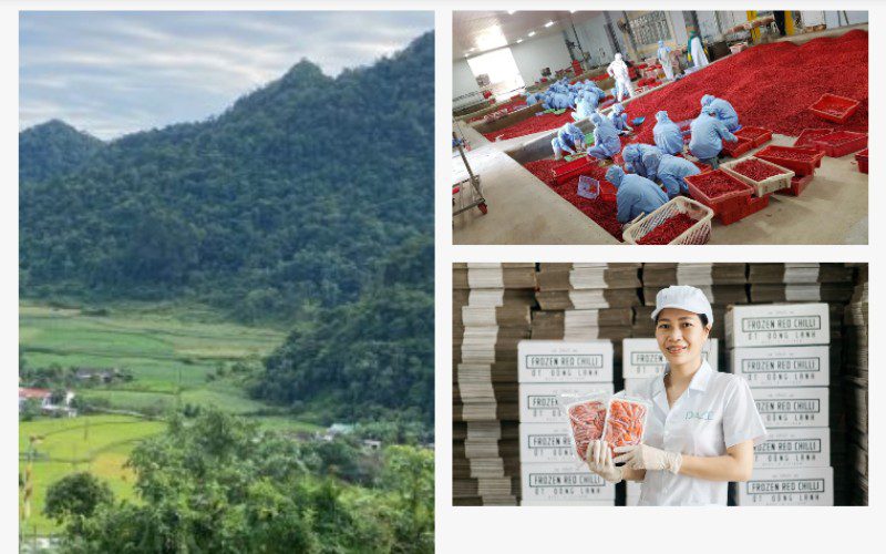 DACE cung cấp gia vị hữu cơ chuẩn quốc tế cho mọi bữa ăn