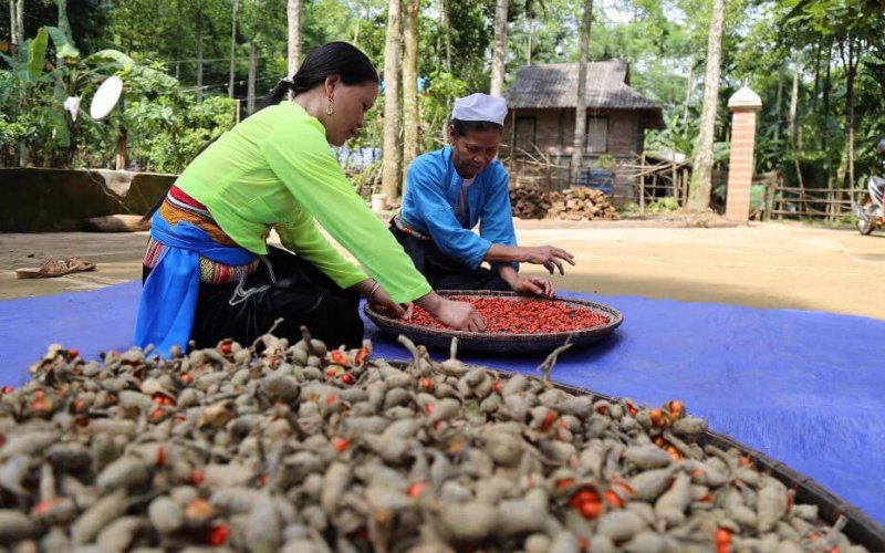 Doispice mang đến hương vị đậm đà, tự nhiên