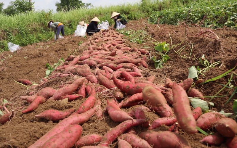 Thu mua khoai lang tại nhà vườn, đảm bảo về độ đồng đều, sạch và ngon tự nhiên