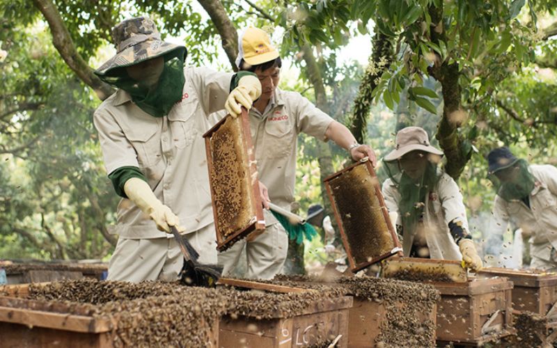 Quy trình khai thác bền vững và kiểm soát chất lượng nghiêm ngặt của HONECO