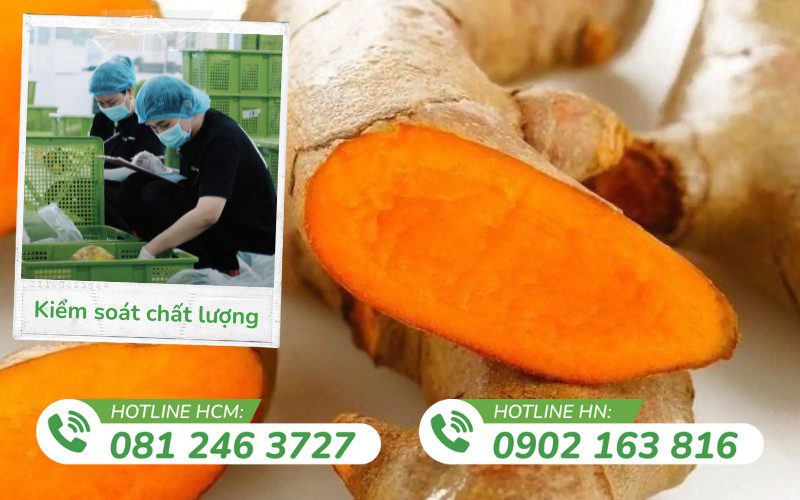 Kamereo chuyên cung cấp nghệ tươi số lượng lớn