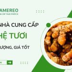 TOP nhà cung cấp nghệ tươi chất lượng, giá tốt