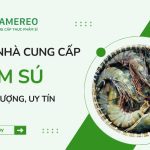 Nhà cung cấp tôm sú chất lượng, uy tín