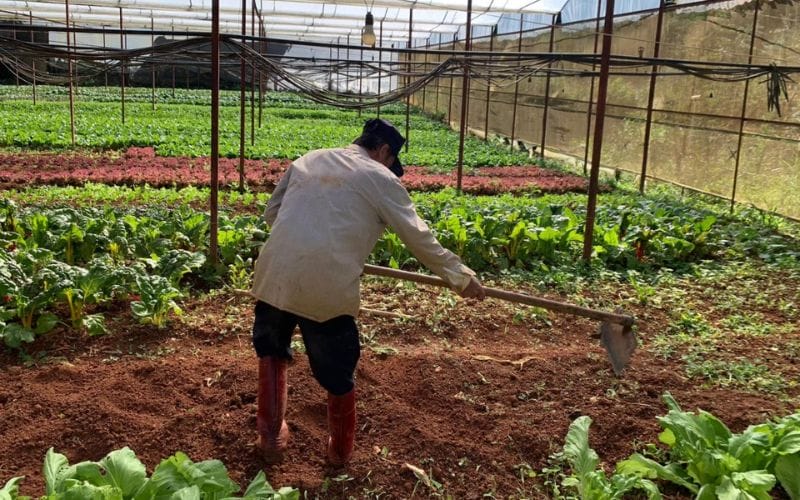 Vuonrau.com: Pioneering the "from farm to table" model from Da Lat