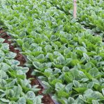 farm-to-table-1-min