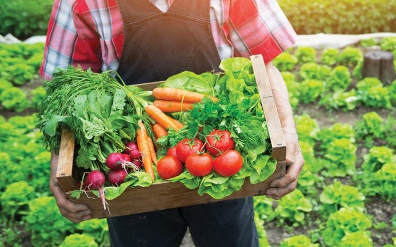 Đà Lạt Green Food: Cửa hàng trực tuyến nông sản Đà Lạt uy tín, phong phú đặc sản, chất lượng ổn định
