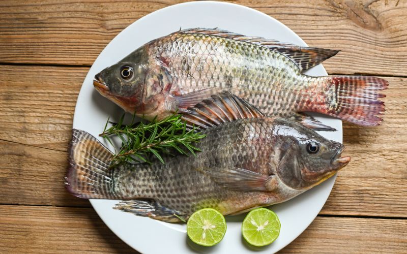 Cá rô phi là nguồn protein chất lượng cao, hữu ích cho xây dựng và phát triển cơ bắp