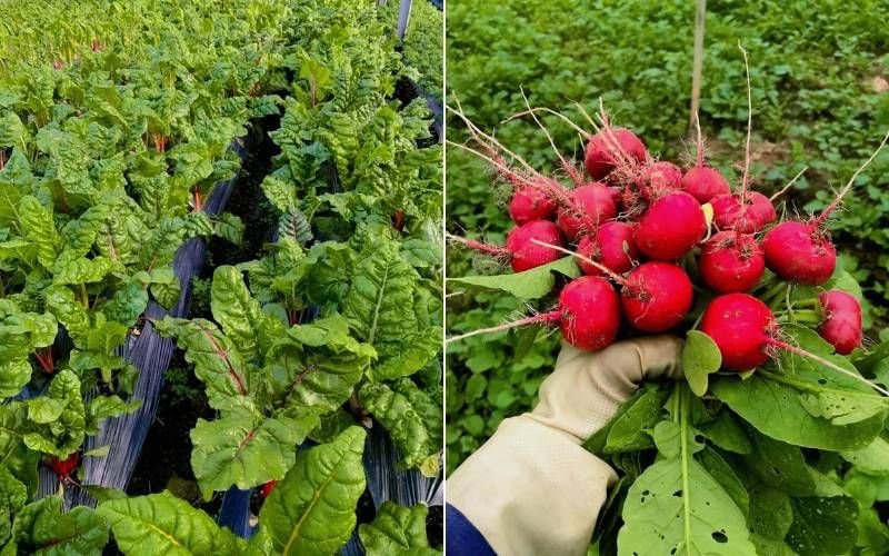 Suni Green Farm relies entirely on natural farming methods