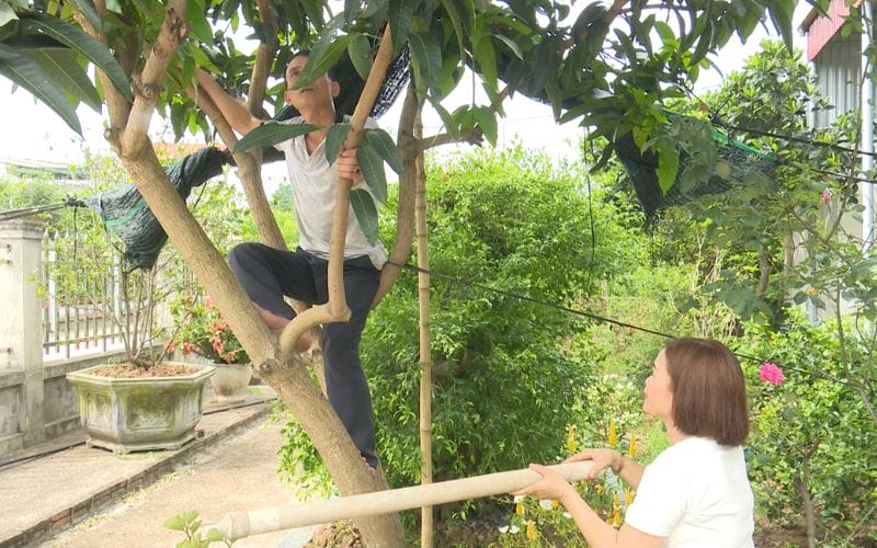 Khảo cây: A traditional ritual to pray for a bountiful harvest at Ngo hour on Doan Ngo Festival