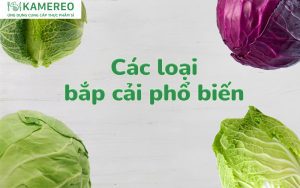 Các loại bắp cải phổ biến và món ăn ngon từ bắp cải