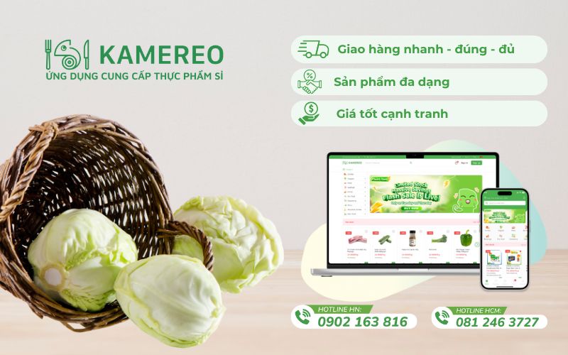 Kamereo là nhà cung cấp bắp cải giá sỉ, tươi ngon