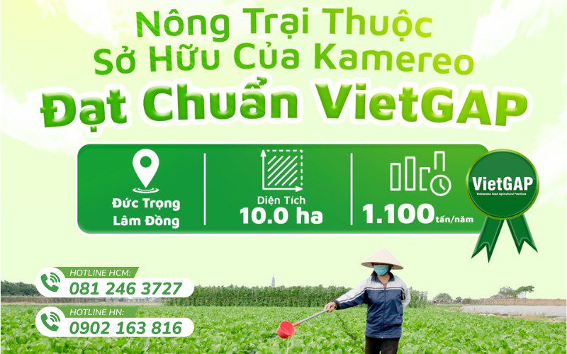 Kamereo nhập rau từ các trang trại đối tác uy tín tại Đà Lạt