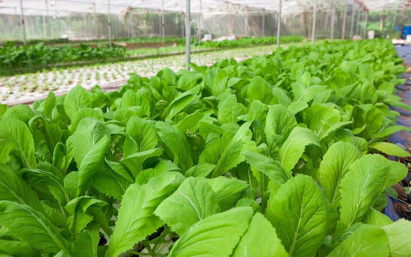 Rau hữu cơ tại DOBF Farm được trồng theo công nghệ tiên tiến của Israel