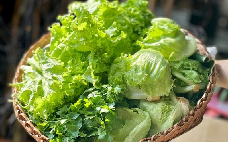 Crisp, fresh lettuce has green leaves, is not dry or wilted, and has a characteristic mild fragrance