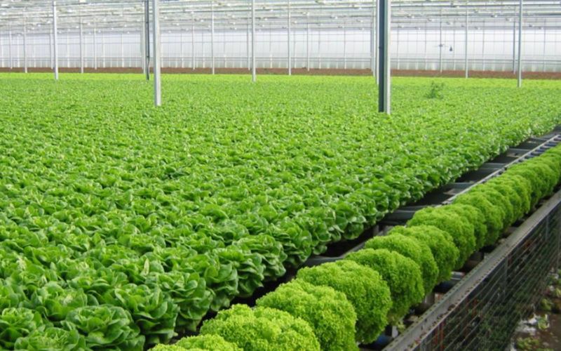 Rau Vân Nội đáp ứng nhu cầu ngày càng cao của thị trường