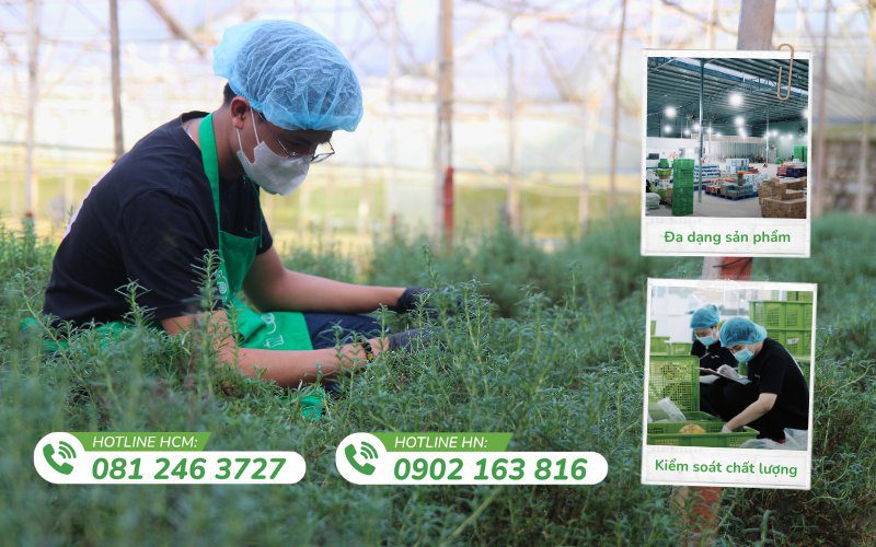 Kamereo là đối tác cung cấp rau sạch tại TPHCM
