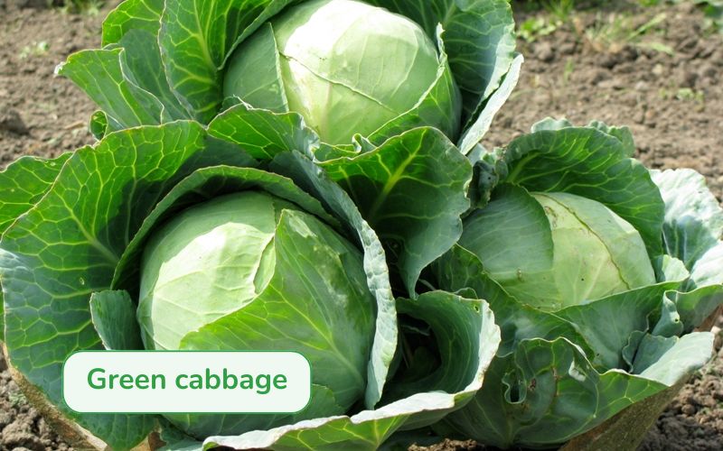 Green cabbage with a uniform round shape and characteristic green leaves