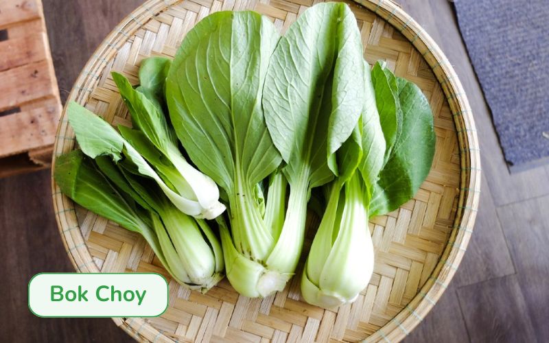 Bok Choy has succulent white stems and glossy dark green leaves