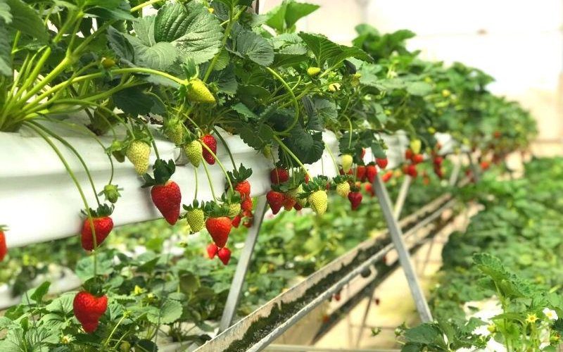 Vườn rau thủy canh và dâu Nhật Chú Tín thoáng đãng, gần gũi