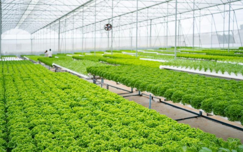 Jolly Farm áp dụng phương pháp thủy canh tiên tiến vào nông trại