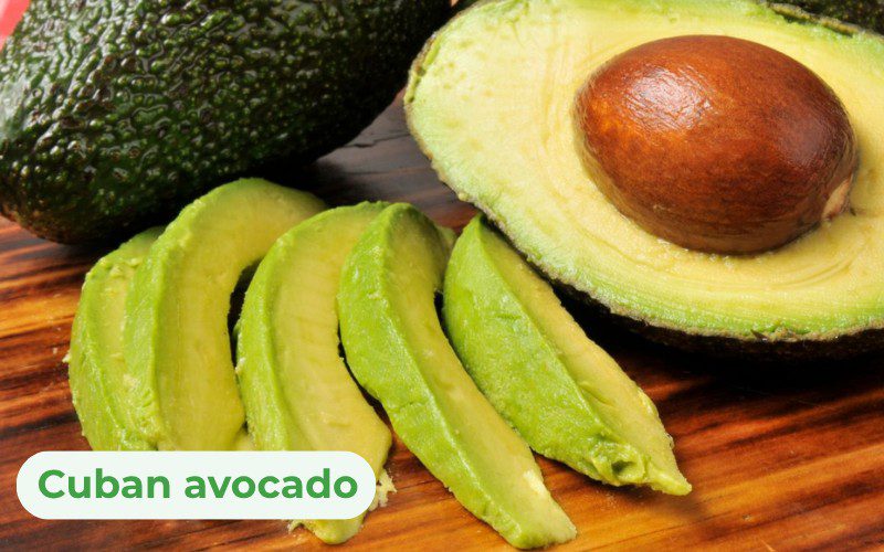 Cuban avocados are known for their consistent quality and resistance to pests and diseases
