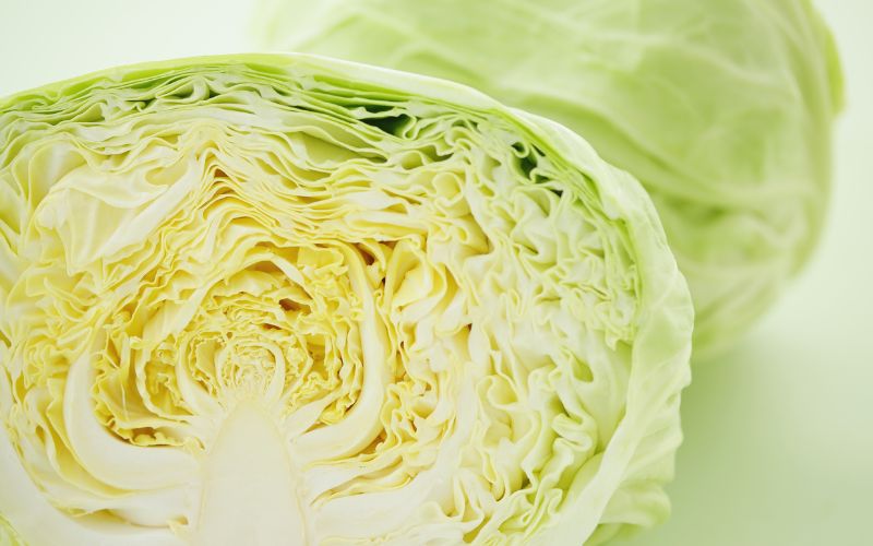 Fresh cabbage with large, soft leaves and a natural light green color