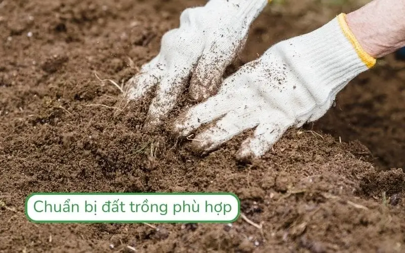Làm đất kỹ lưỡng giúp cải bẹ xanh phát triển khỏe mạnh