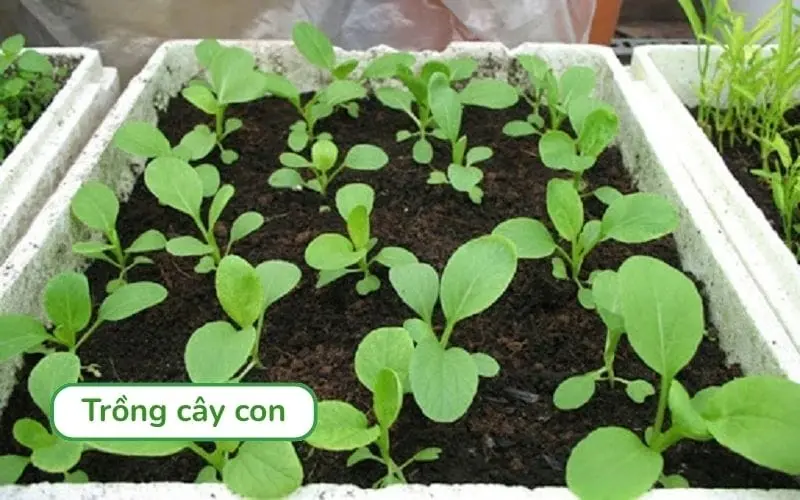 Cấy cây cải bẹ xanh con vào chậu hoặc luống đã chuẩn bị sẵn