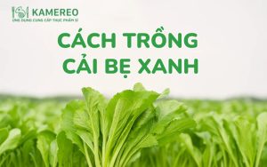Cách trồng cải bẹ xanh và chăm sóc đơn giản tại nhà